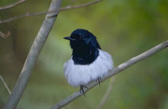 Image of Madagascan Magpie-Robin