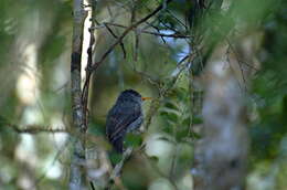 Image of Madagascar Black Bulbul