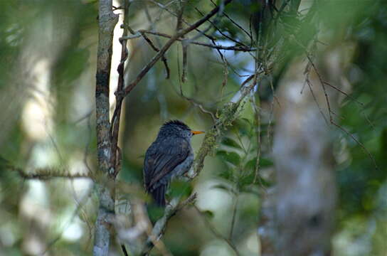 Image of Madagascar Black Bulbul