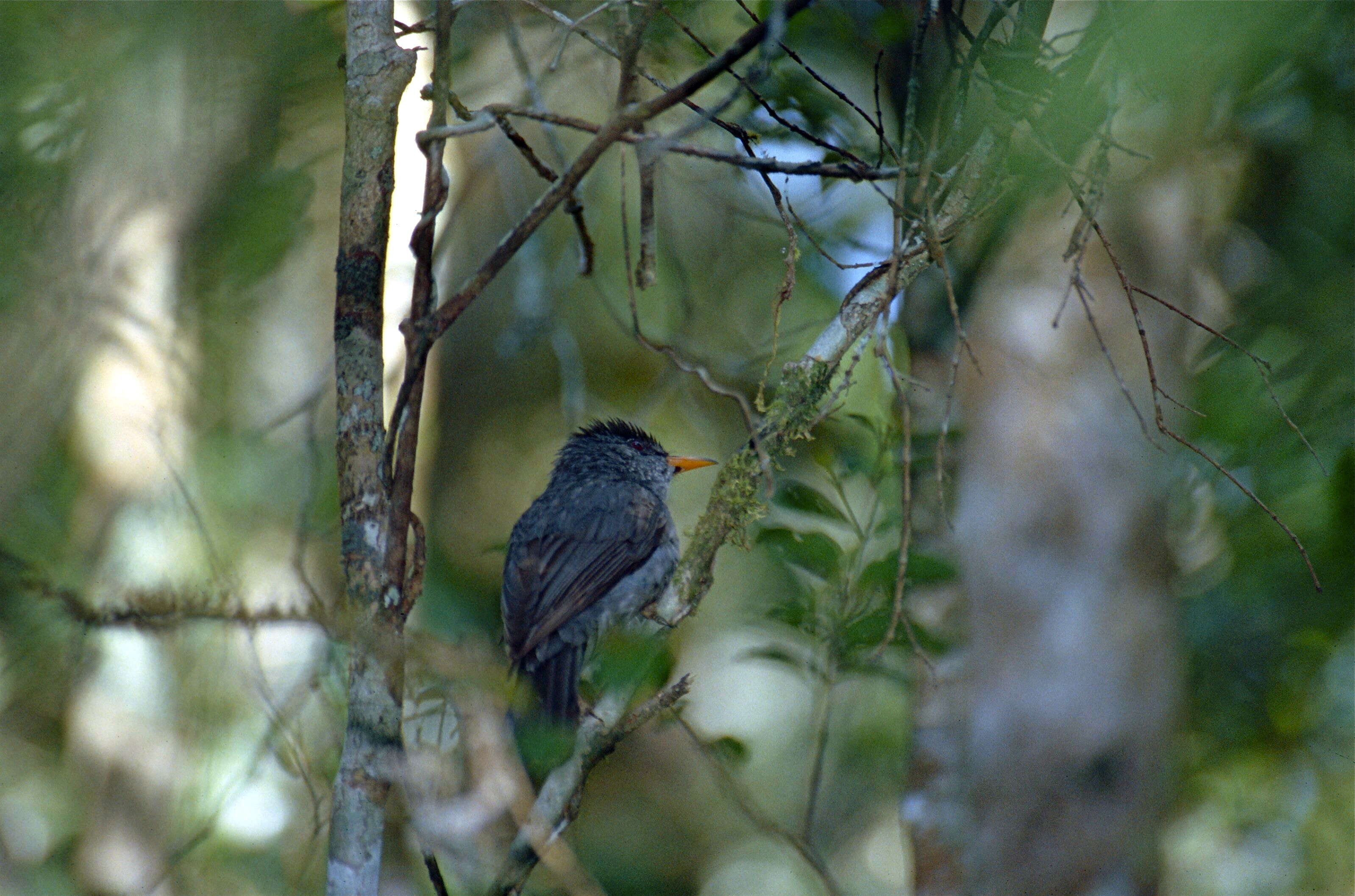 Image of Madagascar Black Bulbul