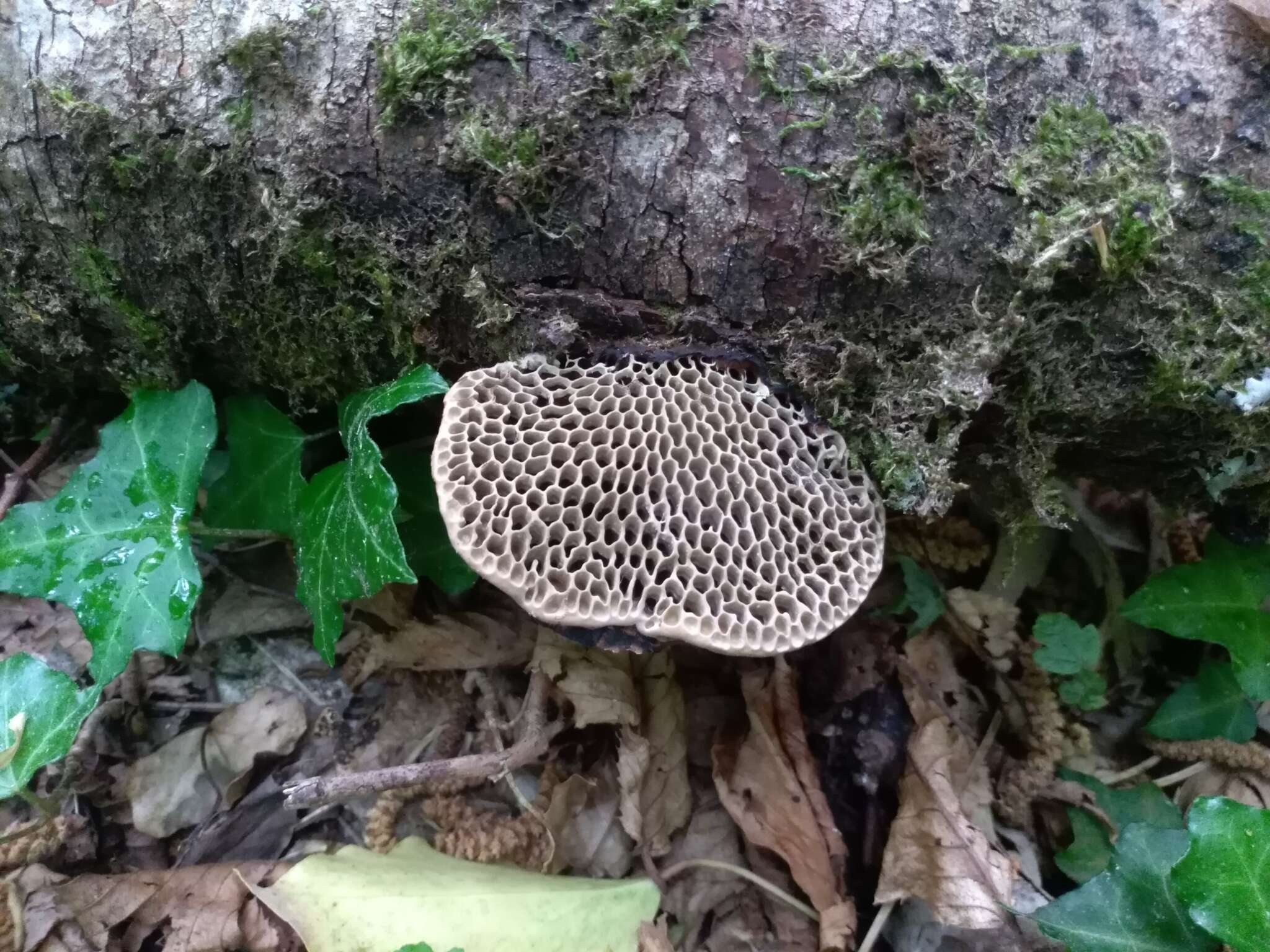 Image of Daedaleopsis nitida (Durieu & Mont.) Zmitr. & Malysheva 2013