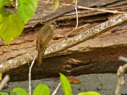 Image of Olive-winged Bulbul