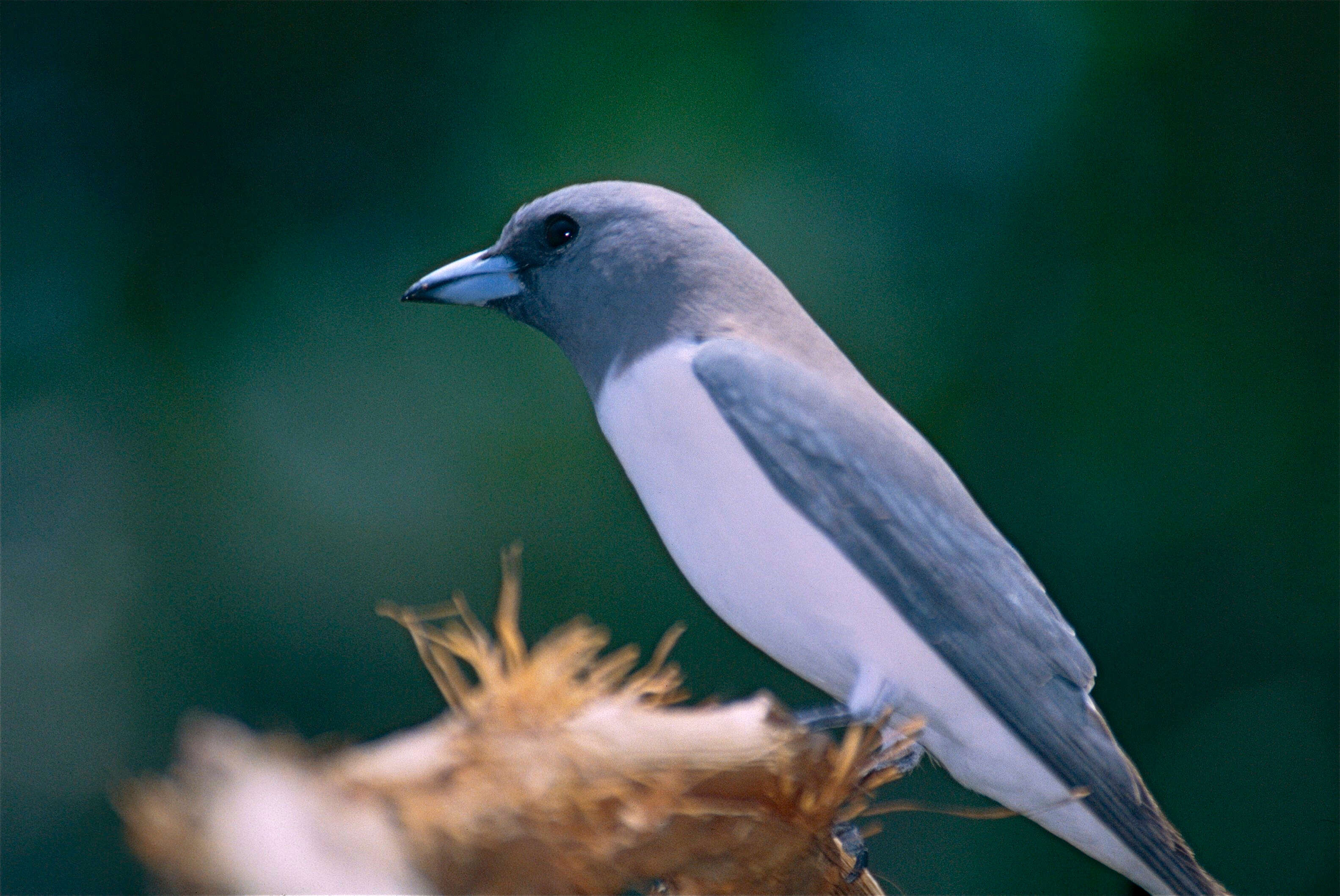 Image of White-breasted Woodswallow