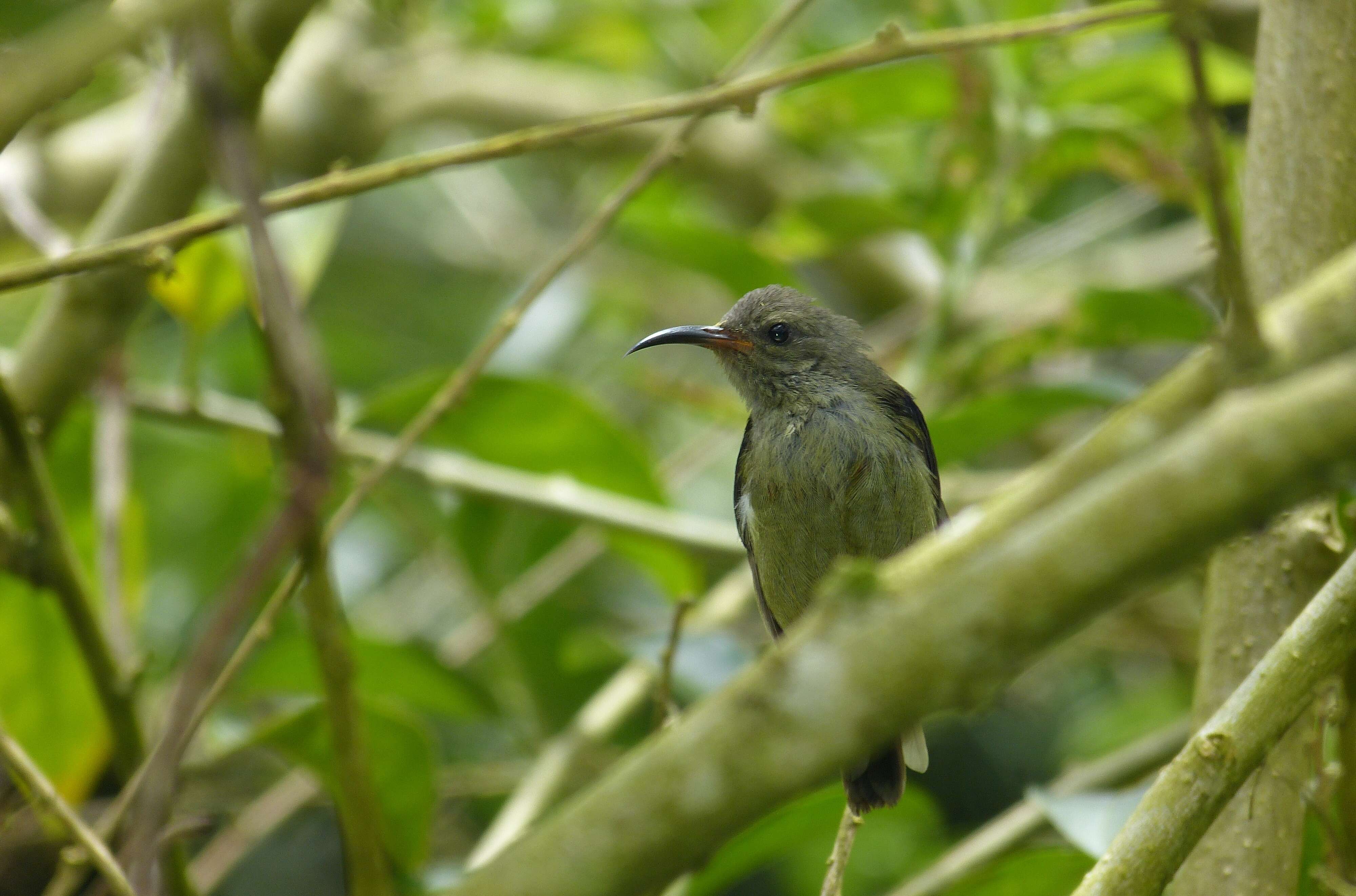 Aethopyga saturata (Hodgson 1836) resmi