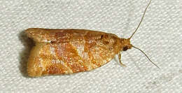 Image of Pine-tube Moth