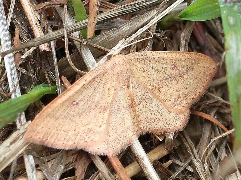 Image of Cyclophora maderensis Bethune-Baker 1891