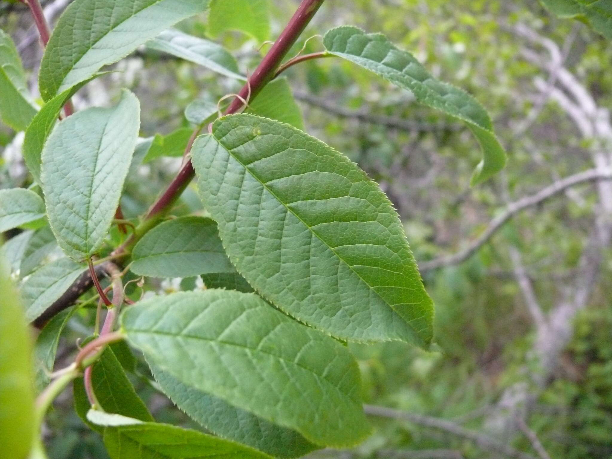 Image of Bird Cherry