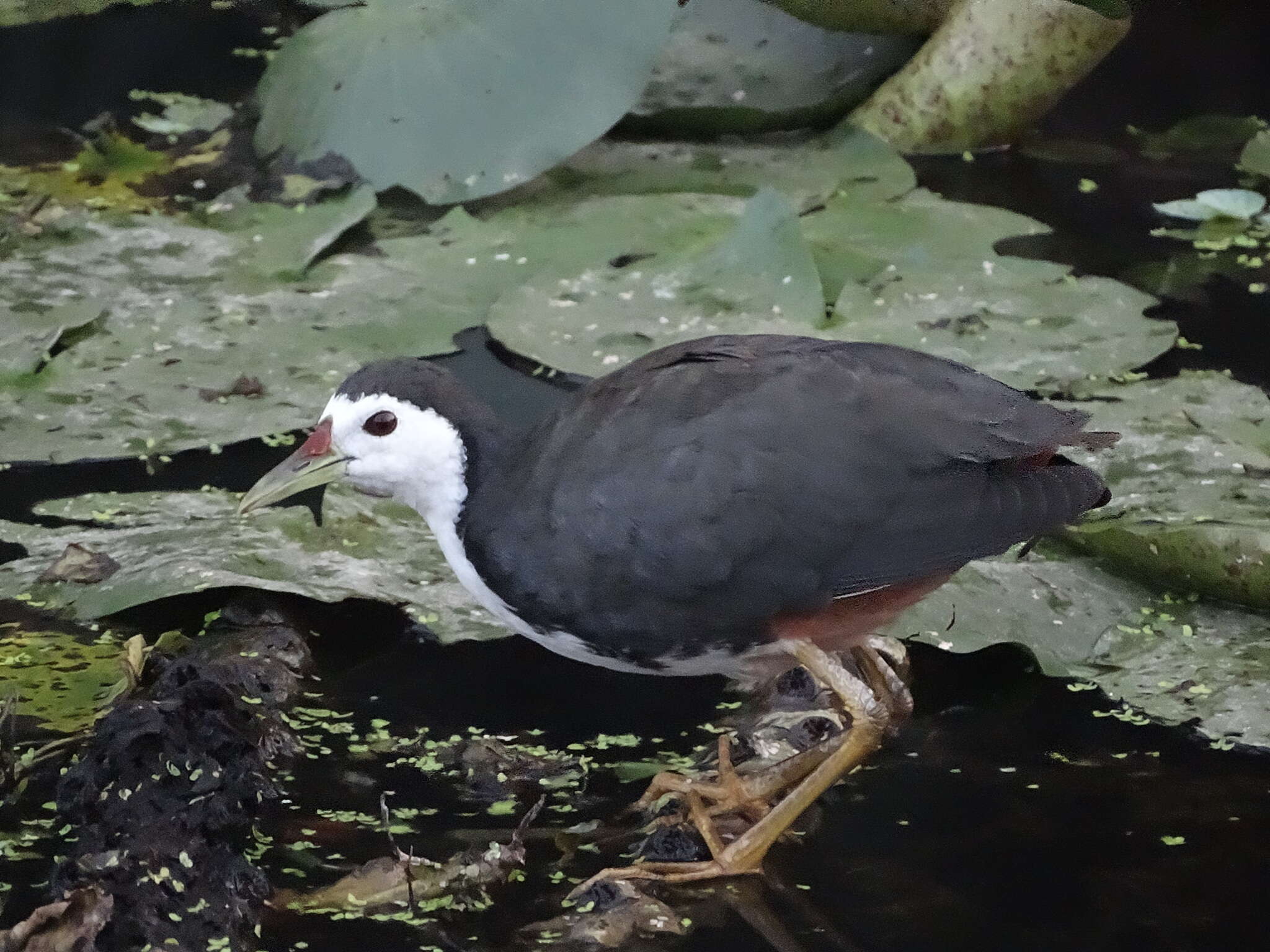 Image of White-breasted Waterhen