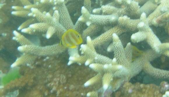 Image of Rainford's Butterflyfish