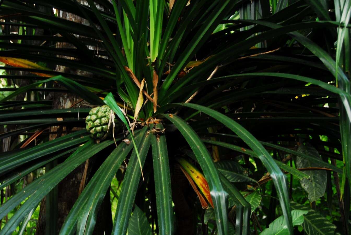 Image of Pandanus mayotteensis H. St. John