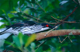 Image of Metallic Starling