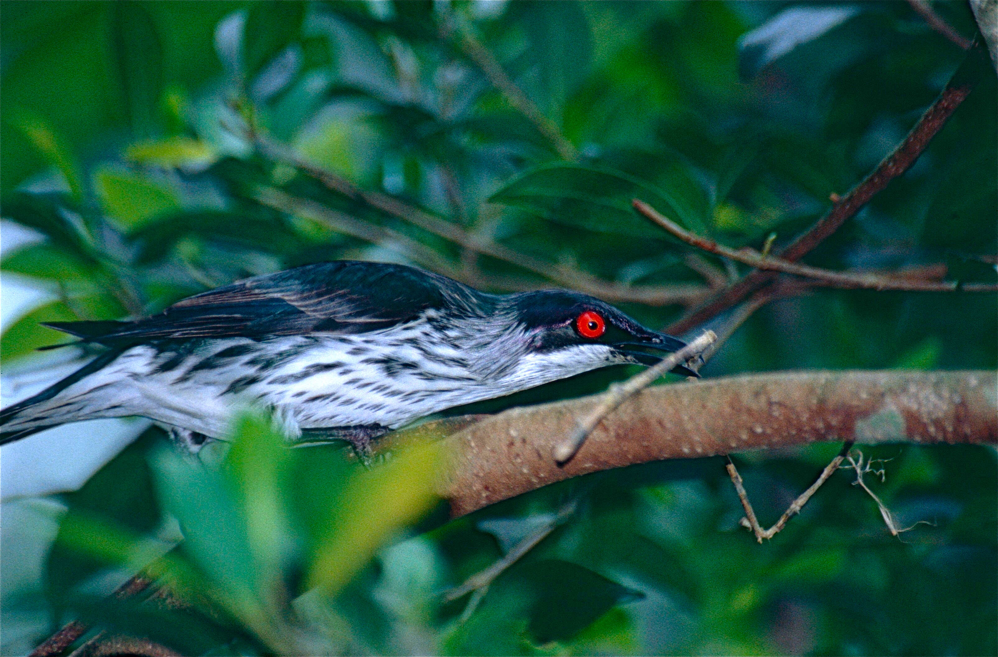 Image of Metallic Starling