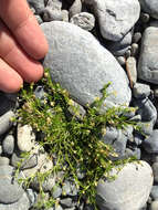 Image of birdeye pearlwort