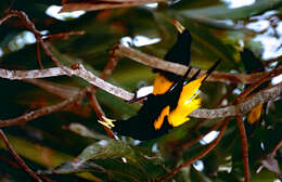 Image of Yellow-rumped Cacique