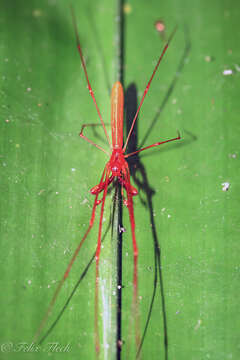 Image of Tetragnatha rubriventris Doleschall 1857