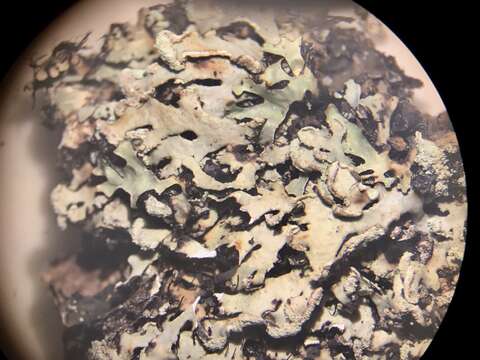 Image of Casarett's shield lichen