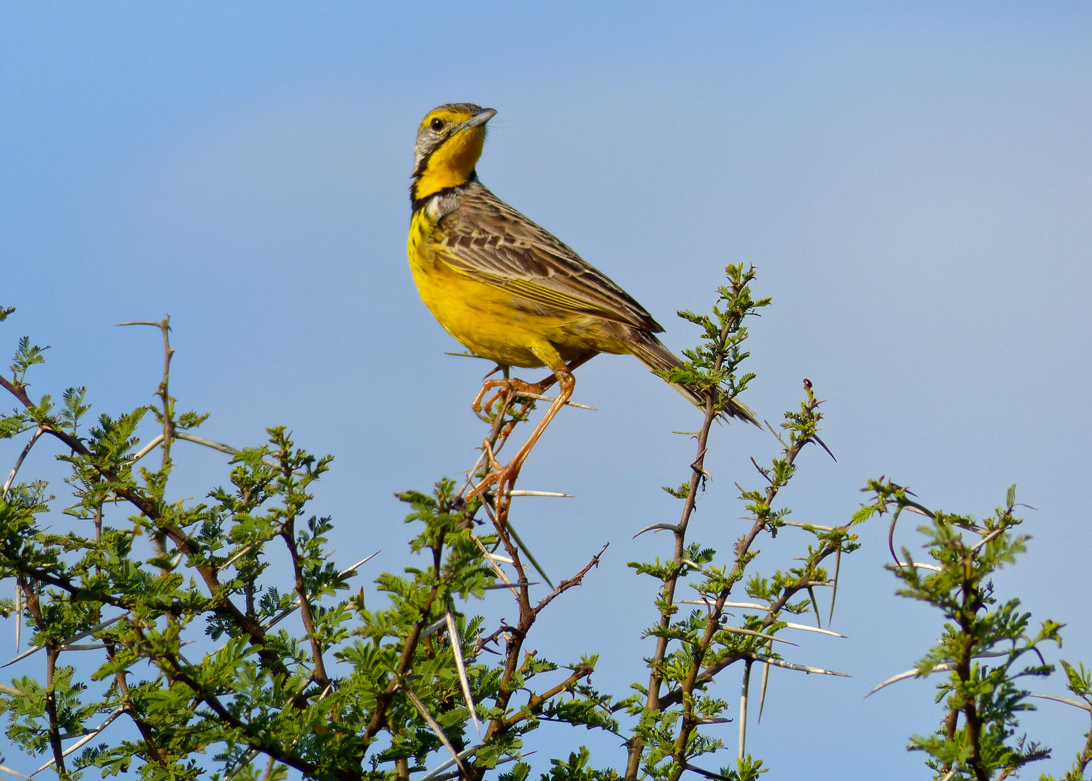 Image of Yellow-throated Longclaw