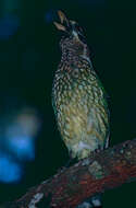 Image of Green Catbird