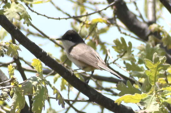 Image of Western Orphean Warbler