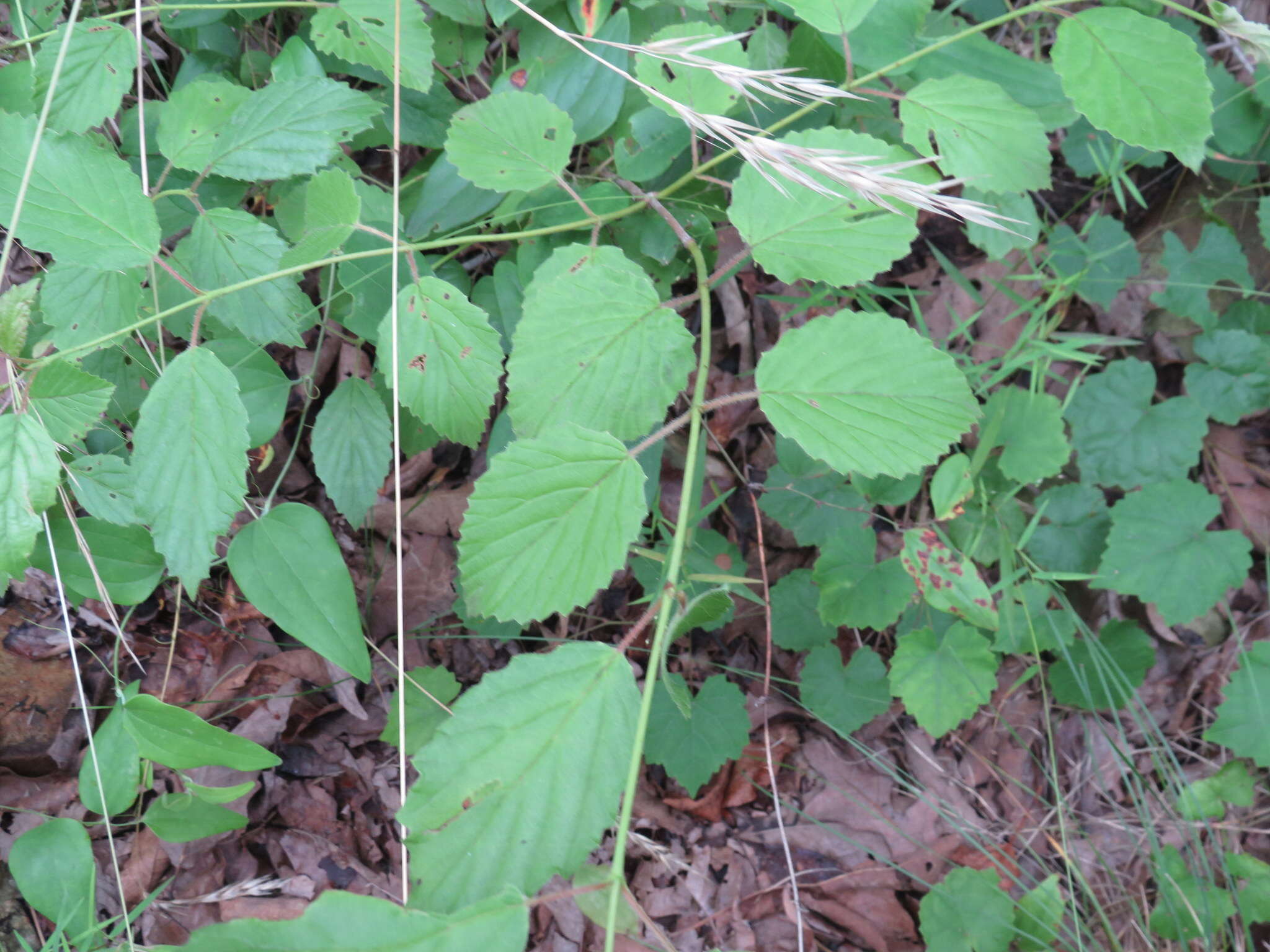 Image de Viburnum alabamense (Mc Atee) Sorrie