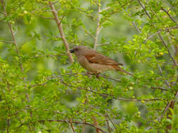 Image of Cape Sparrow