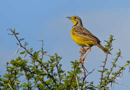 Image of Yellow-throated Longclaw