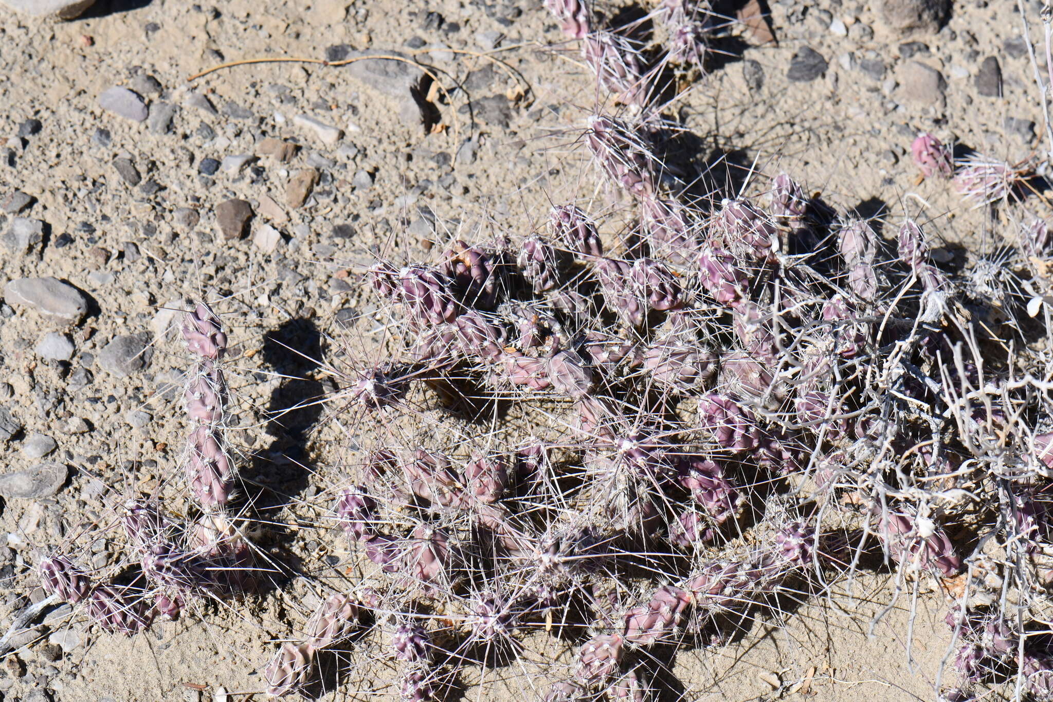 Image of Graham's pricklypear