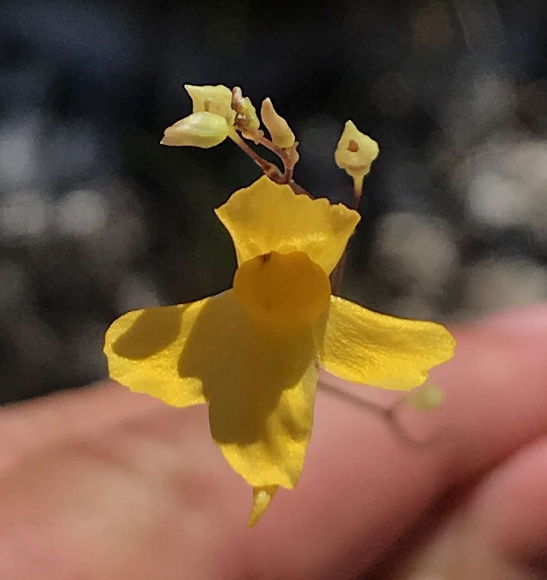 Sivun Utricularia nervosa G. Weber ex Benj. kuva