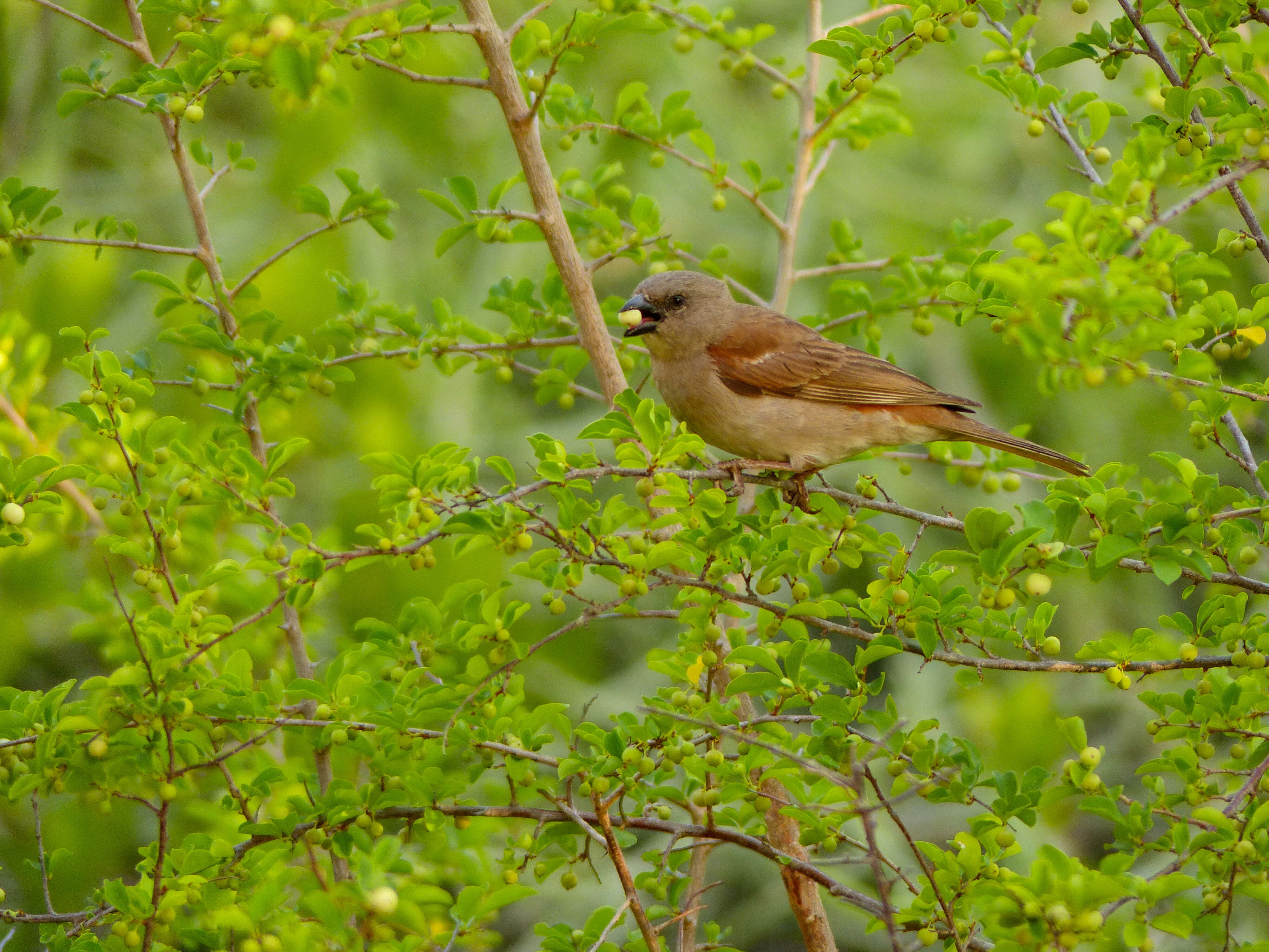 Image of Cape Sparrow