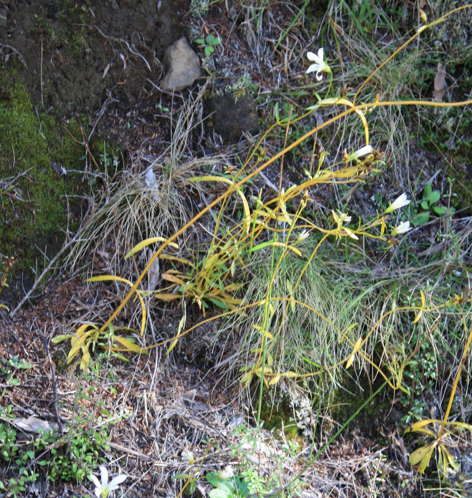 Image of Gentianella stellata Glenny