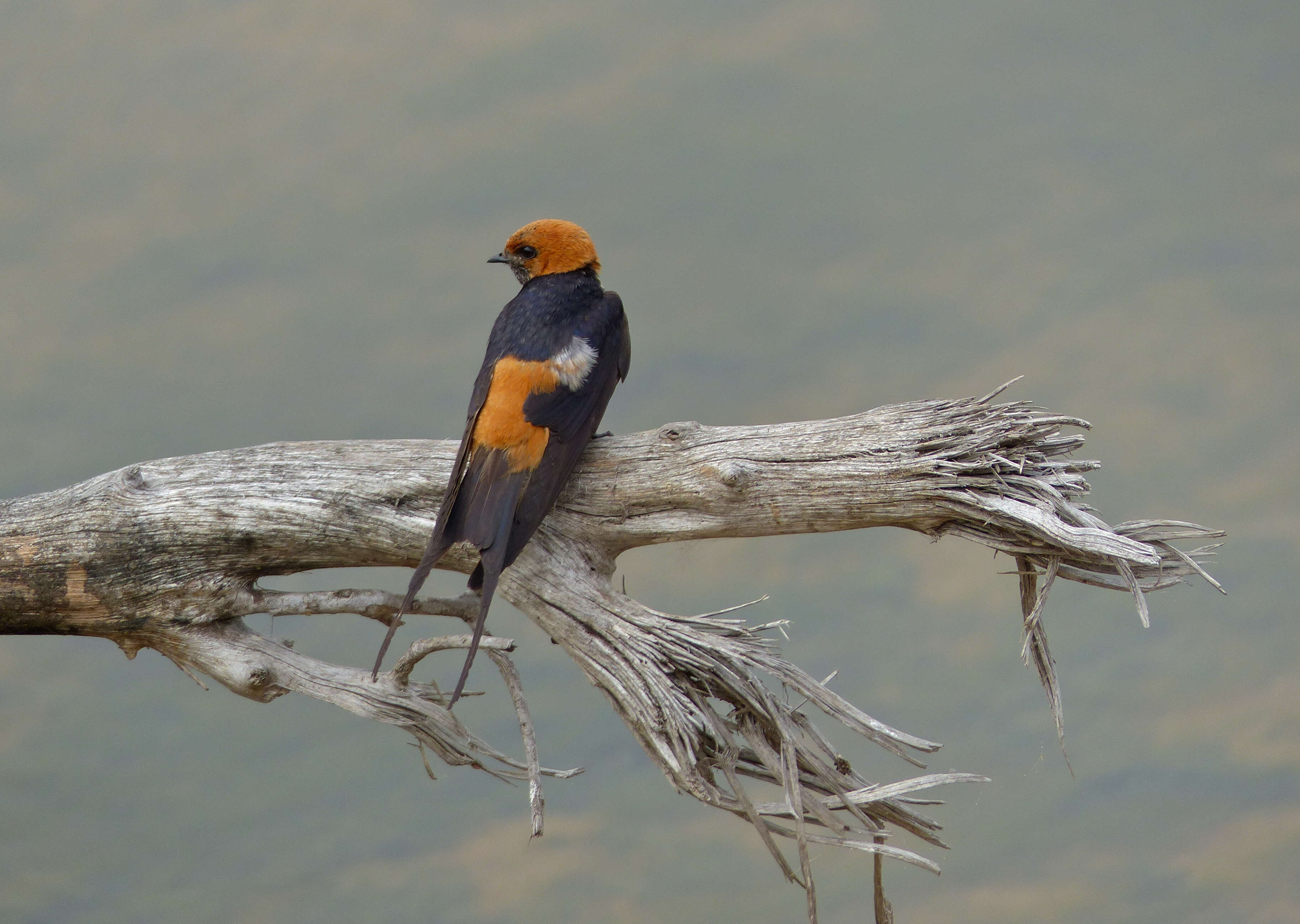 Cecropis abyssinica (Guérin-Méneville 1843) resmi