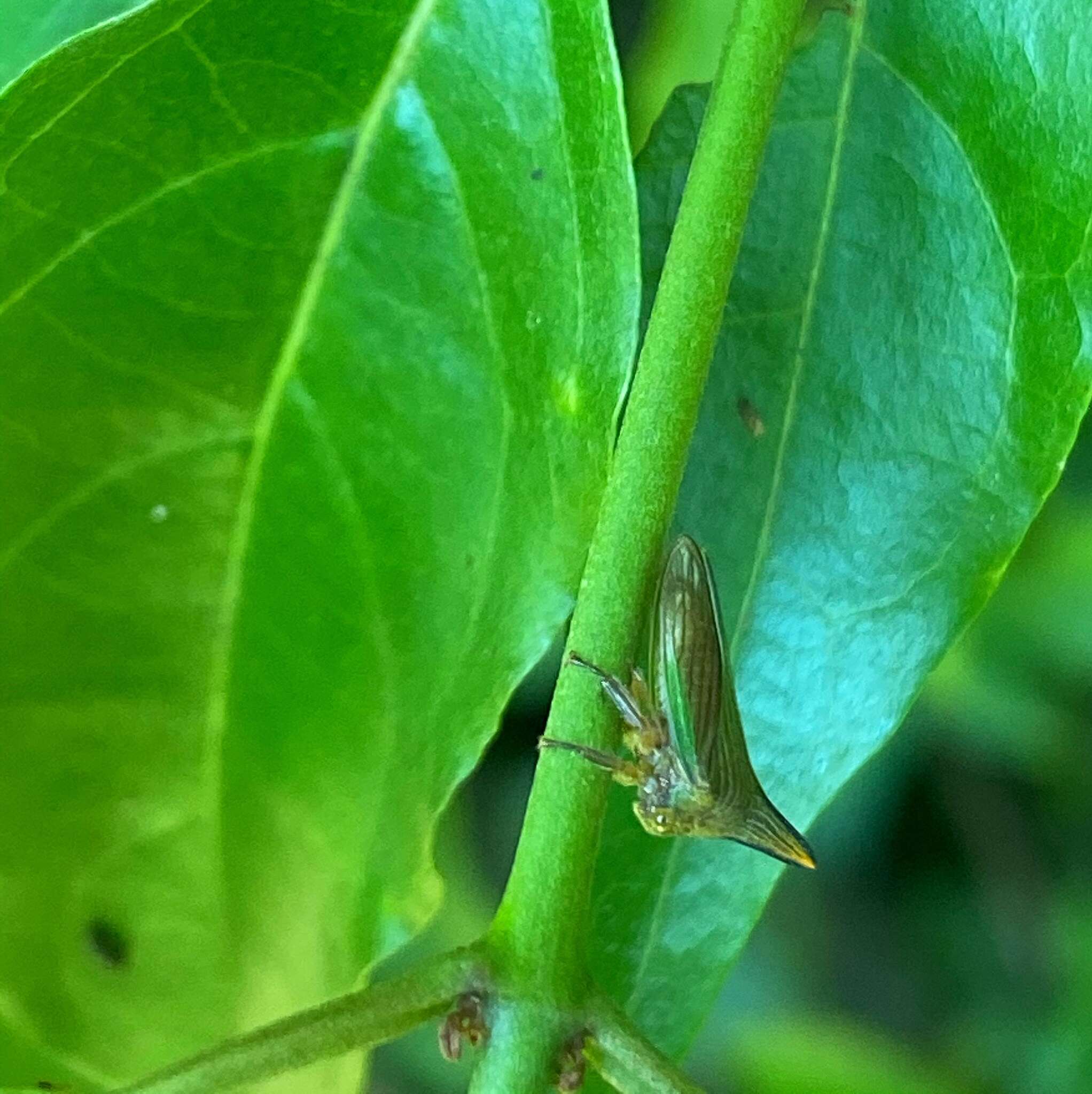 Image of Potnia diringshofeni Creão-Duarte & Sakakibara 1997