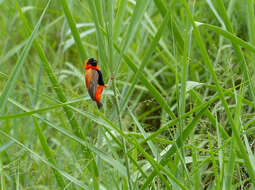 Image of Red Bishop