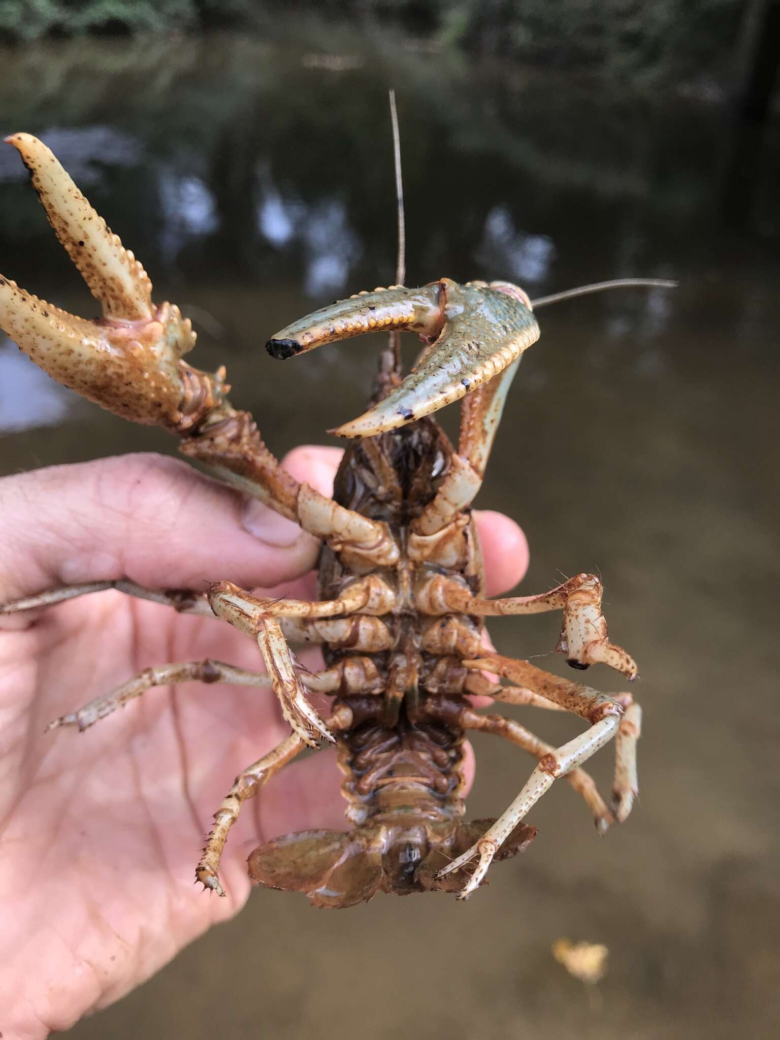 Image of Cambarus striatus Hay 1902