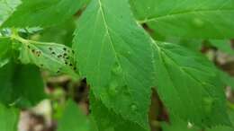 Image of Puccinia aegopodii (Schumach.) Link 1817