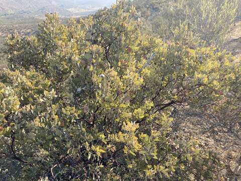 Plancia ëd Arctostaphylos moranii P. V. Wells