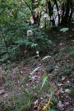 Image of Echinops armatus Stev.