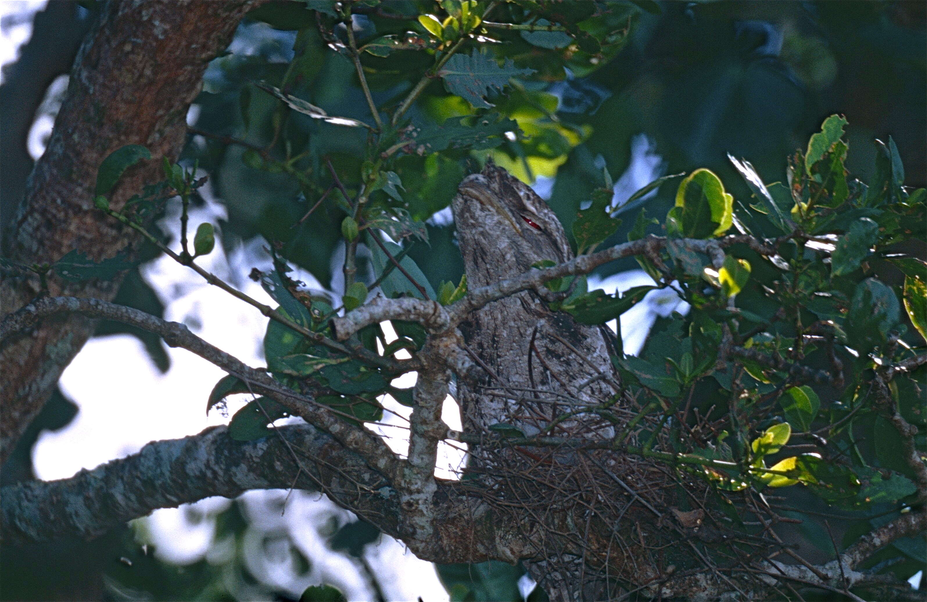 Image of Papuan Frogmouth