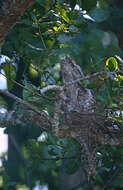 Image of frogmouths