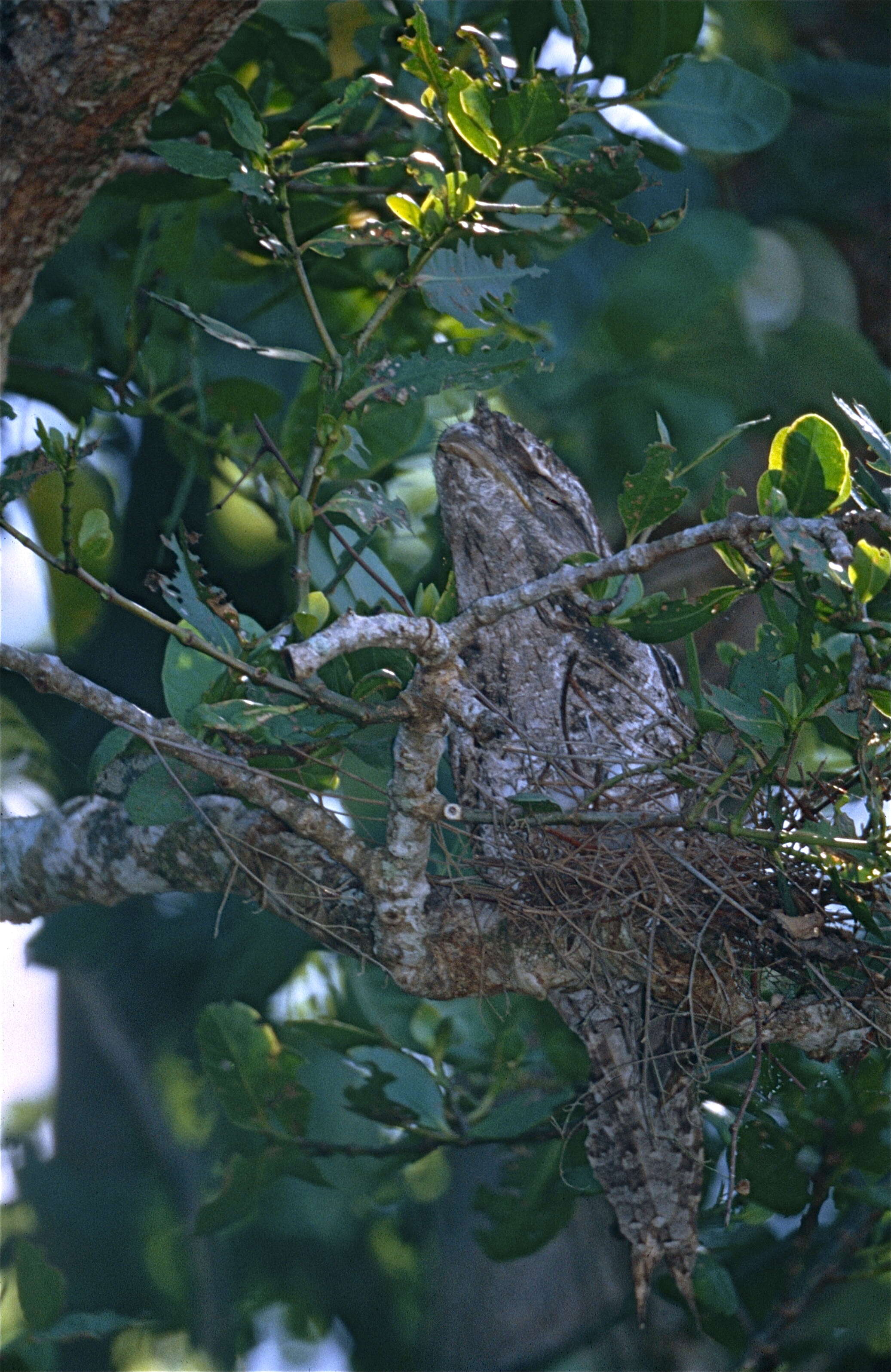 Image of frogmouths