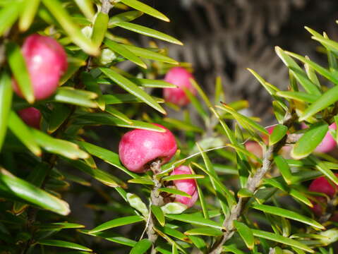 Image of Leptecophylla robusta (Hook. fil.) C. M. Weiller