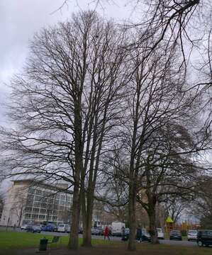 Imagem de Corylus colurna L.