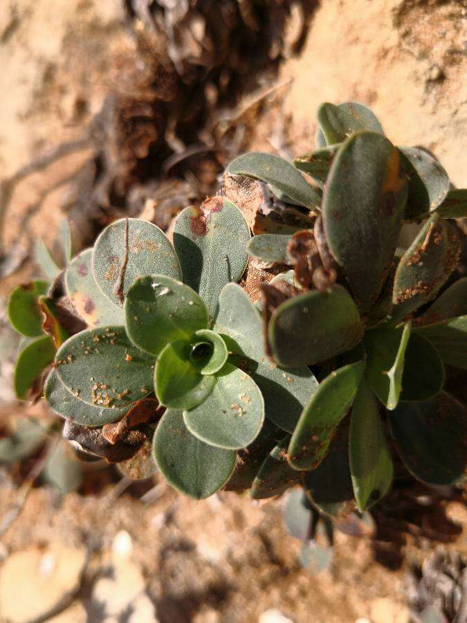 صورة Limonium multiflorum Erben