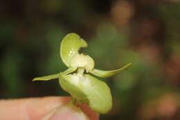 Image of Cymbopetalum hintonii Lundell