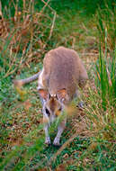 Image of Agile Wallaby