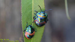 Image of Poecilocoris Dallas 1848