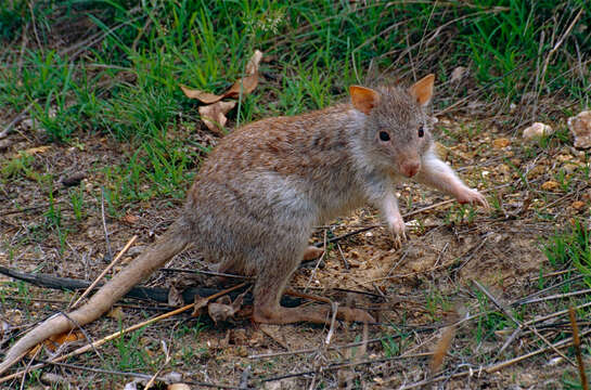 Image of Aepyprymnus Garrod 1875