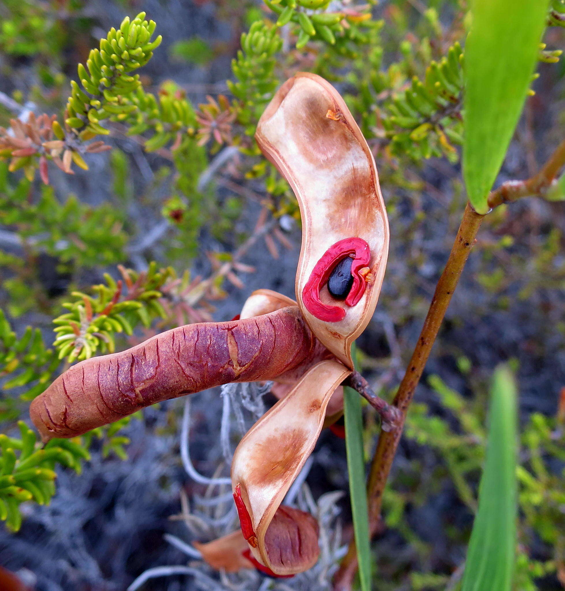 Image of Red-eyed Wattle