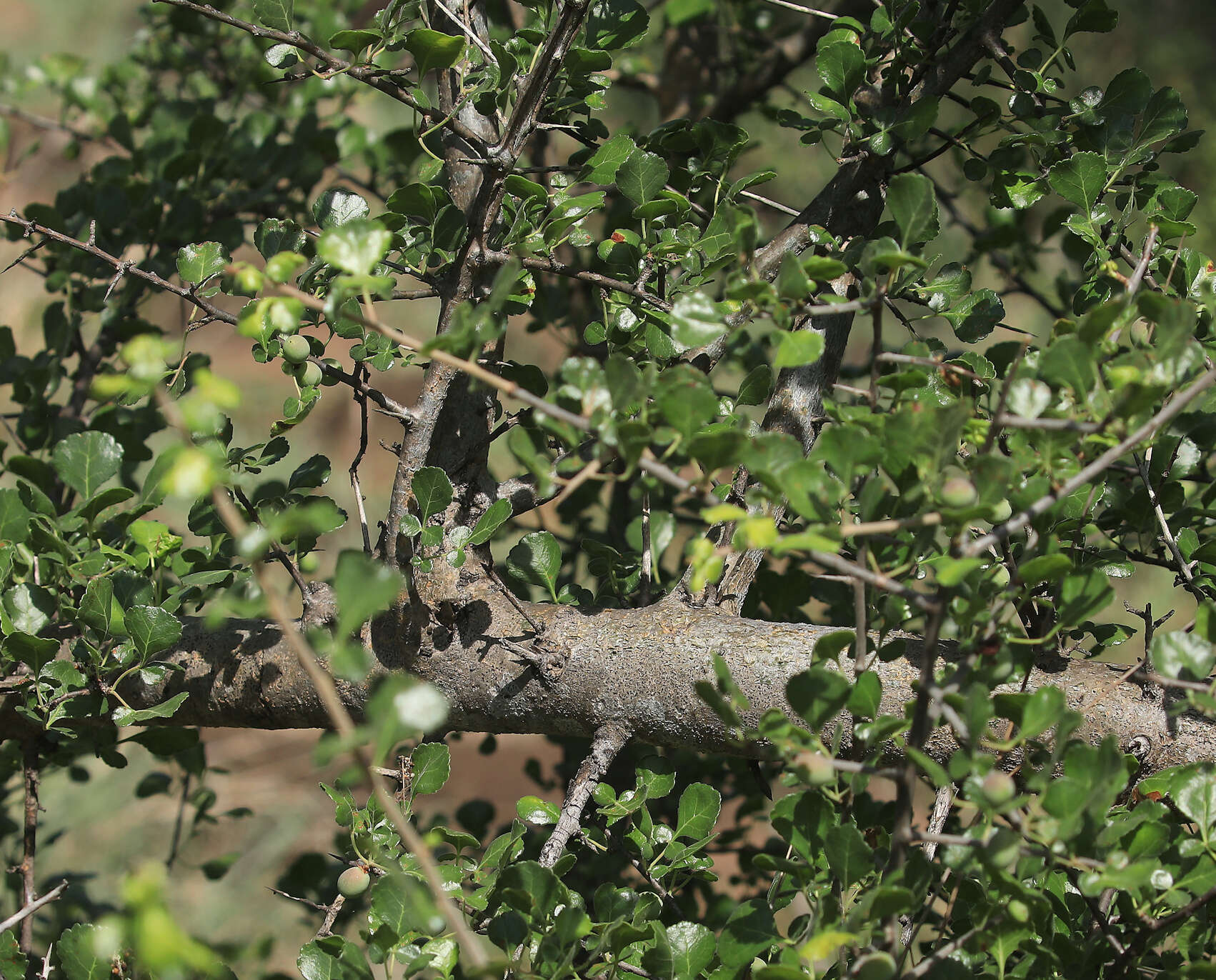 Слика од Commiphora africana (Rich.) Engl.