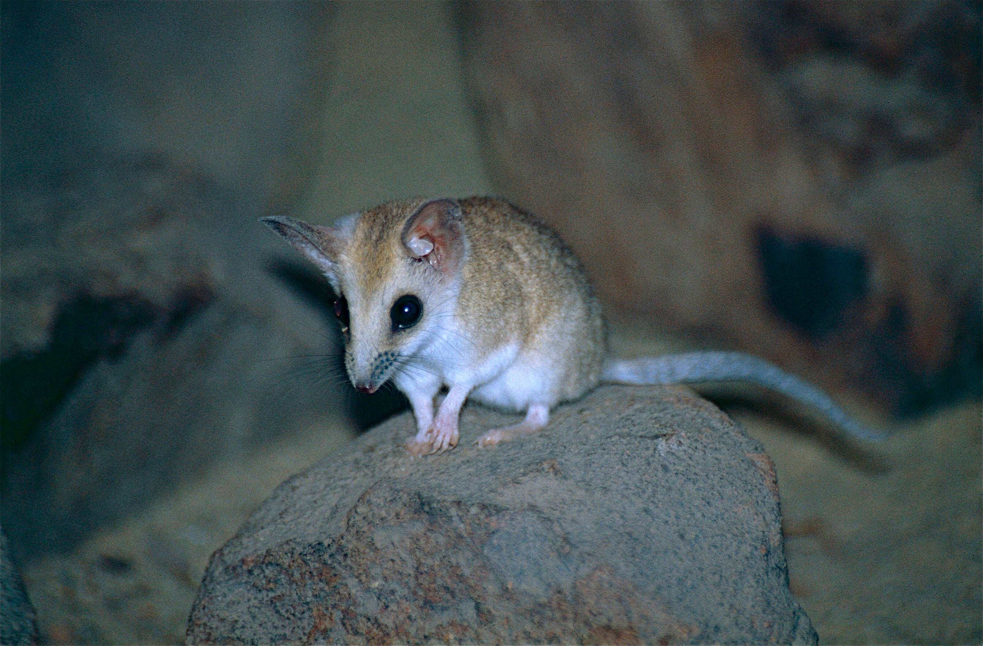 Image of Fat-tailed Dunnart